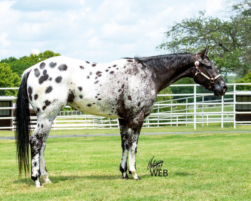 Lads Charming Prince x BRS Victorias Secret (AQHA)