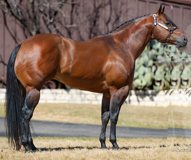 stallion