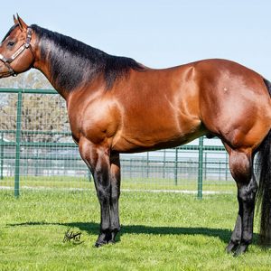 Stallions-Mr-Fabulous